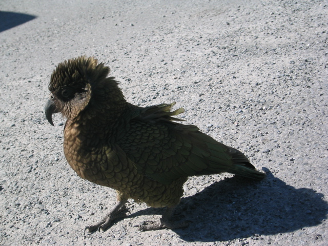 Kea bird