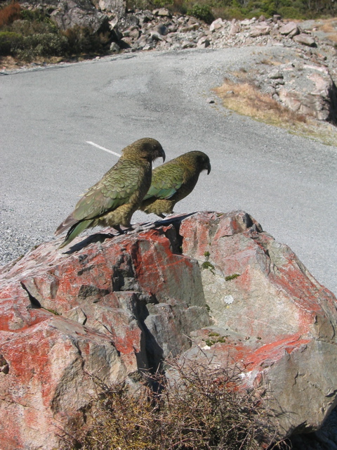 Pair of Kea birds