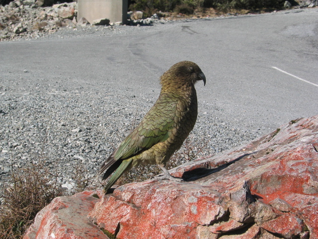 Kea bird