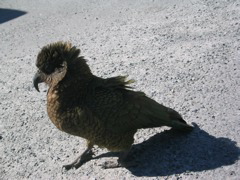 Kea bird