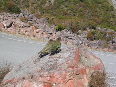 Pair of Kea birds