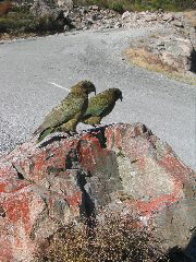 Pair of Kea birds