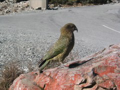 Kea bird