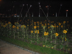 Singapore sunflower gardens