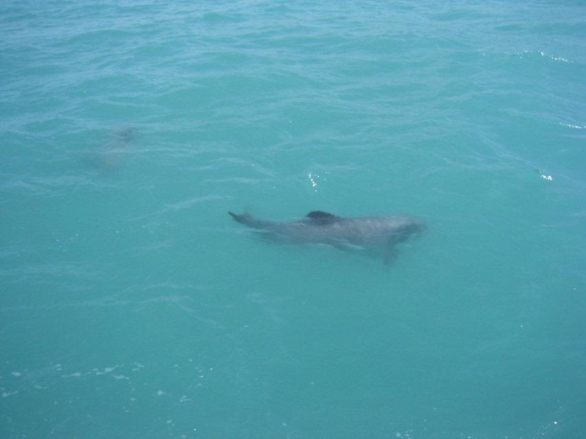 Oooh, dolphins!