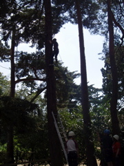 Dan knows no fear, now on high ropes course