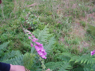 We liked foxgloves.... good job, as they were everywhere.