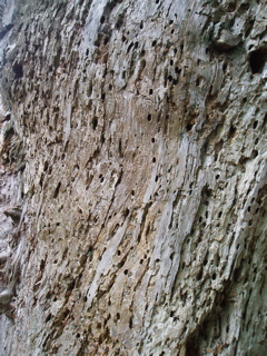 Tree bark infested with wildlife.