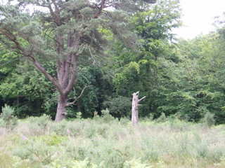 Grasses and interesting shapes made by tree trunks.