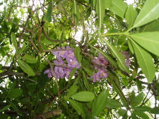 There was an abundance of rhododendrons.