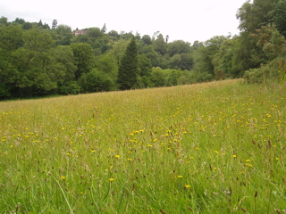 Fields of grass, buttercups and dandelions.